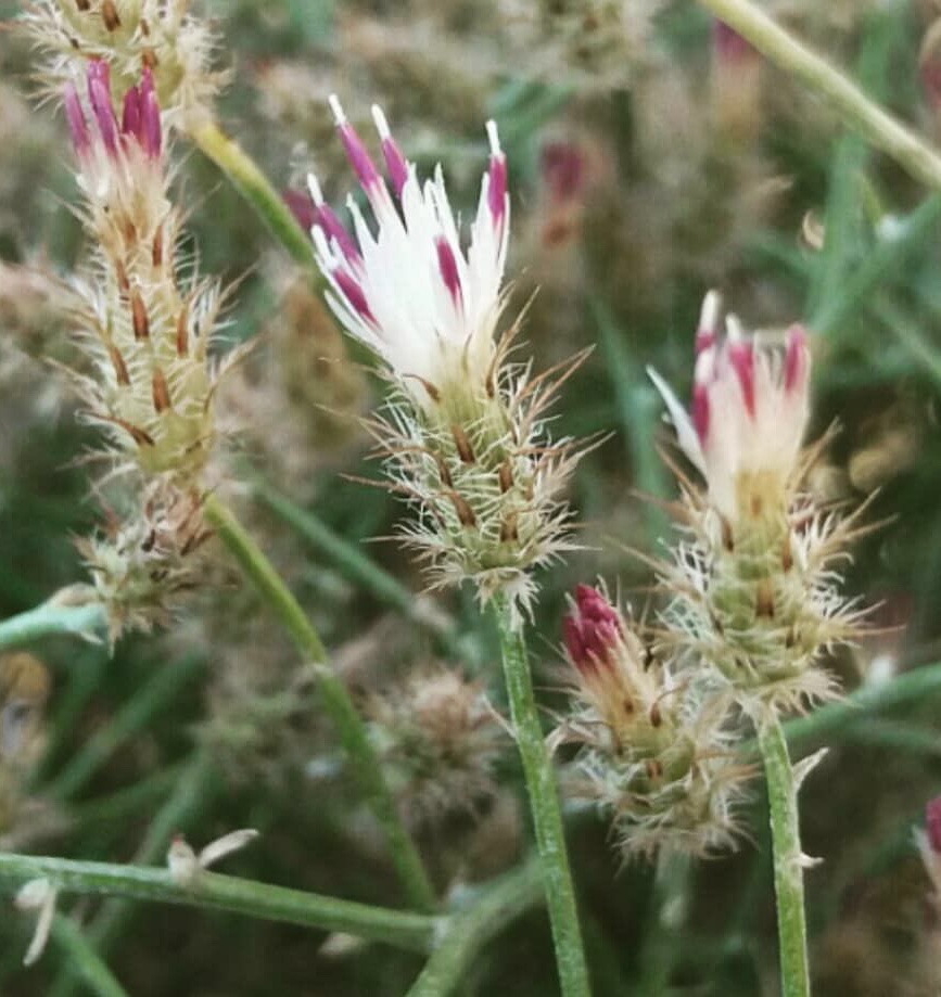 گل گندم درهم و برهم